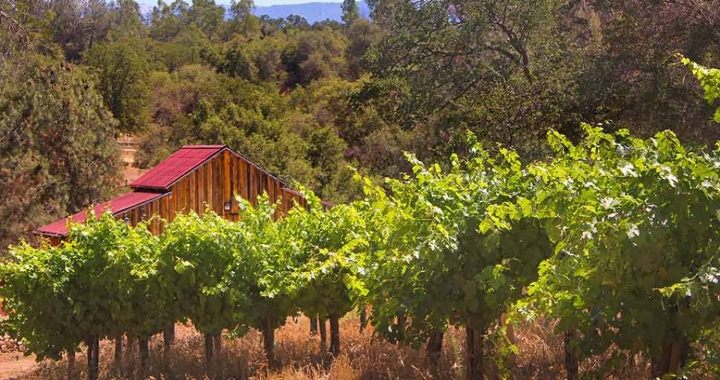 Grapevines and barn.