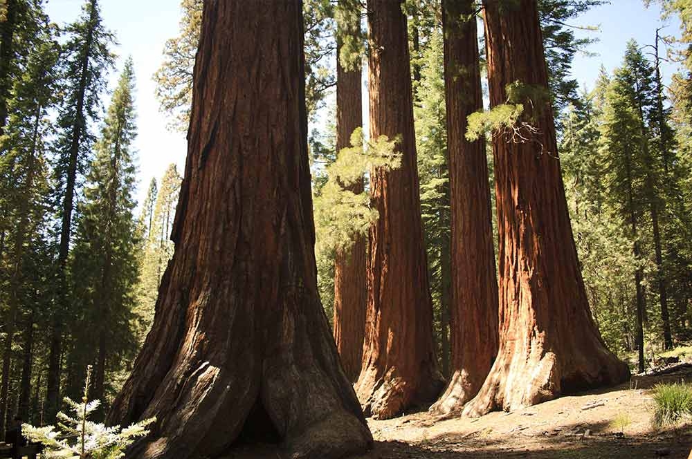 Giant Sequoias in Yosemite | yosemitethisyear.com