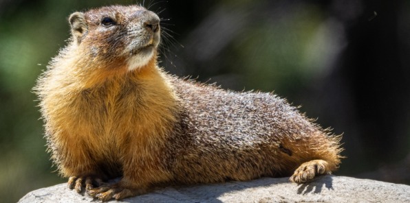 wildlife, marmot, Sierra National Fores, Sierra Nevada, mammal