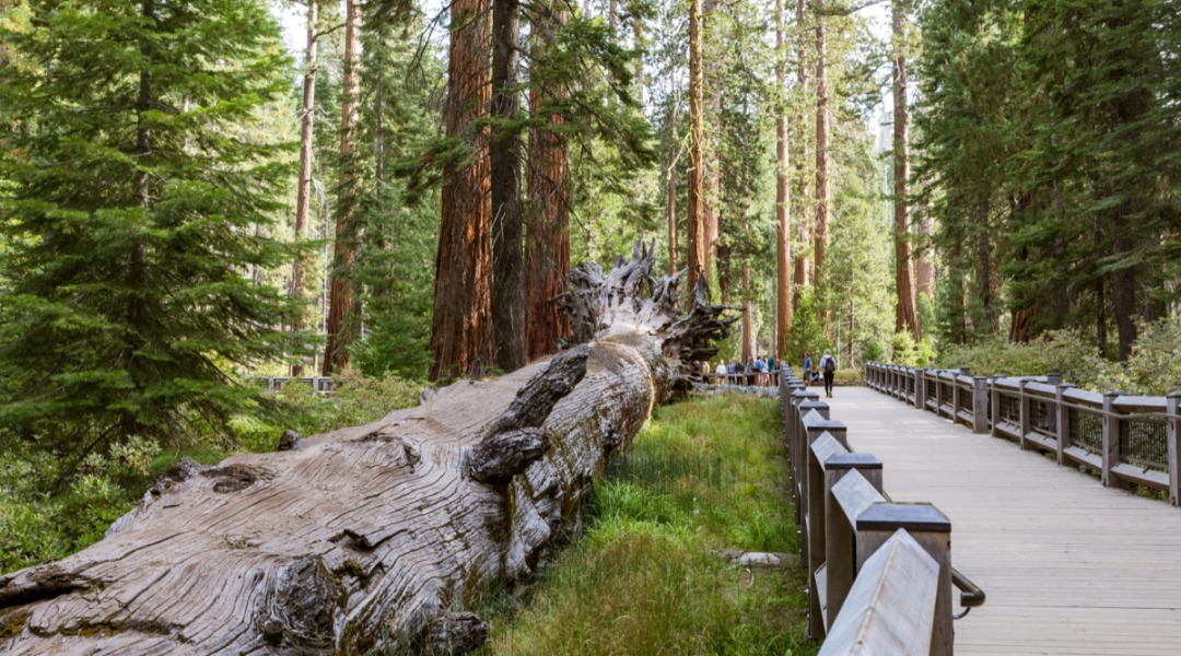 Fallen Monarch in the Mariposa Grove of Giant Sequoias, Yosemite National Park