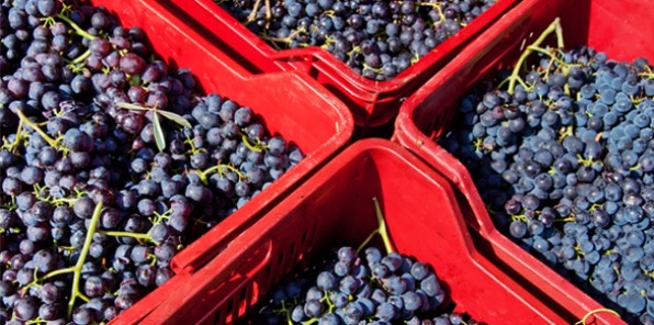 Papagni Winery Grapes in baskets