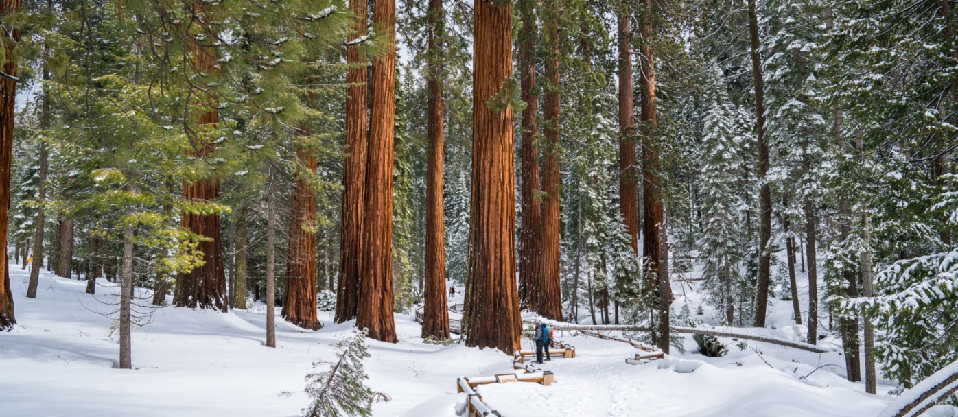 Mariposa Grove of Giant Sequoias Winter Yosemite