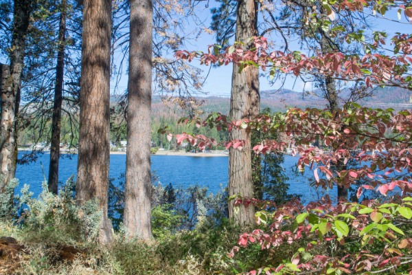 Dogwoods Fall Bloom at Bass Lake