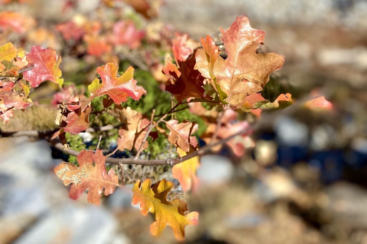 Fall Hiking Guide to Oakhurst