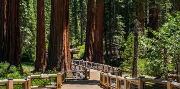 Mariposa Grove of Giant Sequoia Yosemite