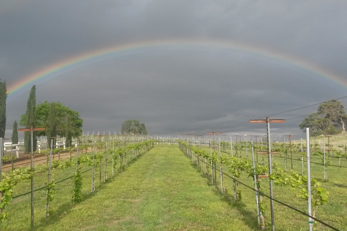 rainbow over grapevines.