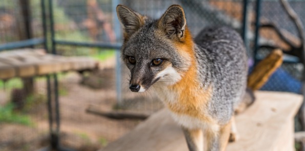 Grey Fox at Nature of Wildworks