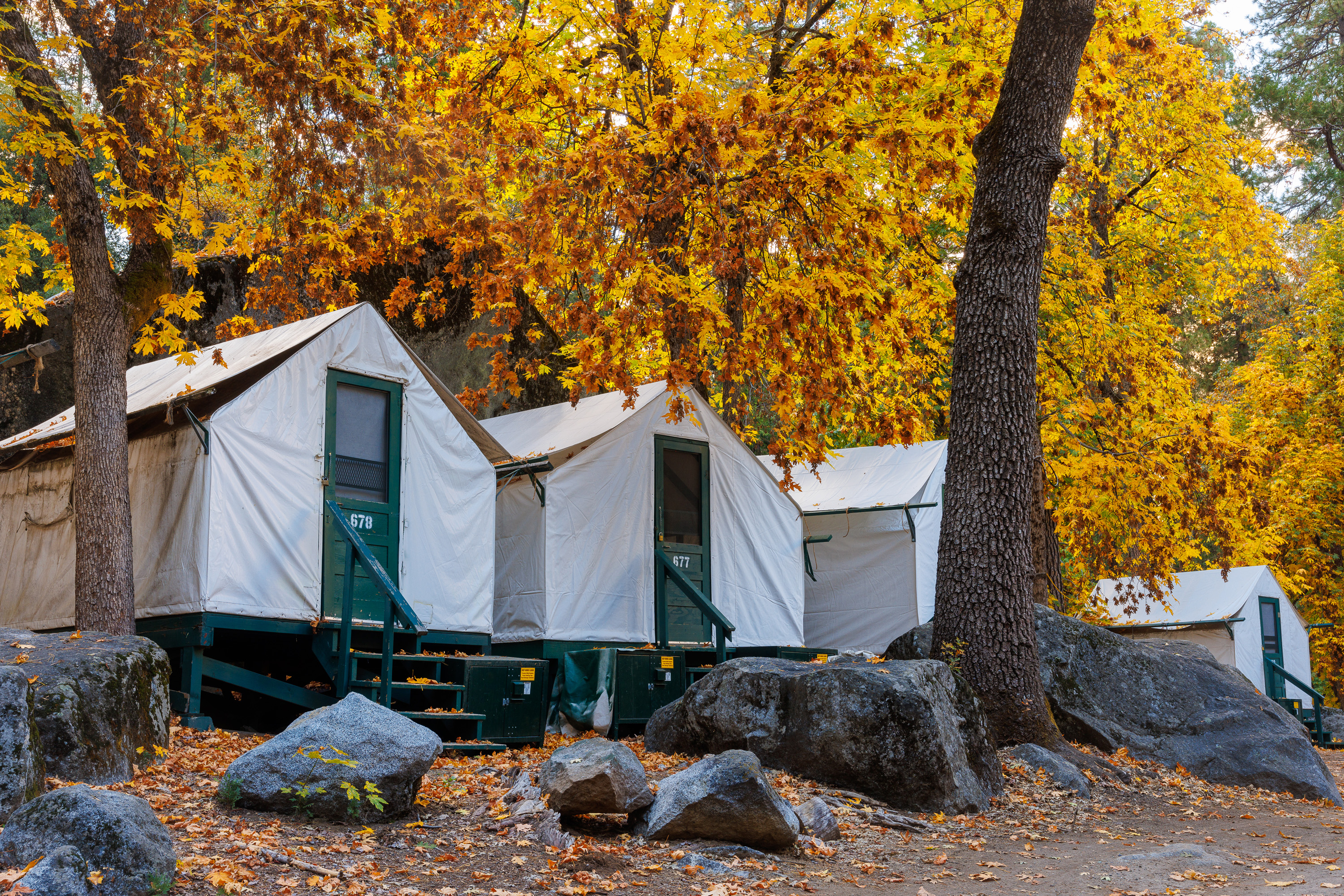 Fall colors in Curry Village by the Tent Cabins