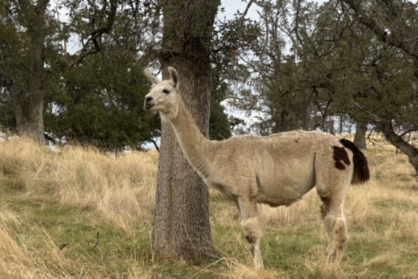Llama in field with oak tree.