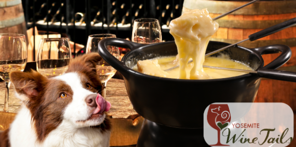 Border collie dog begging for cheese fondue.