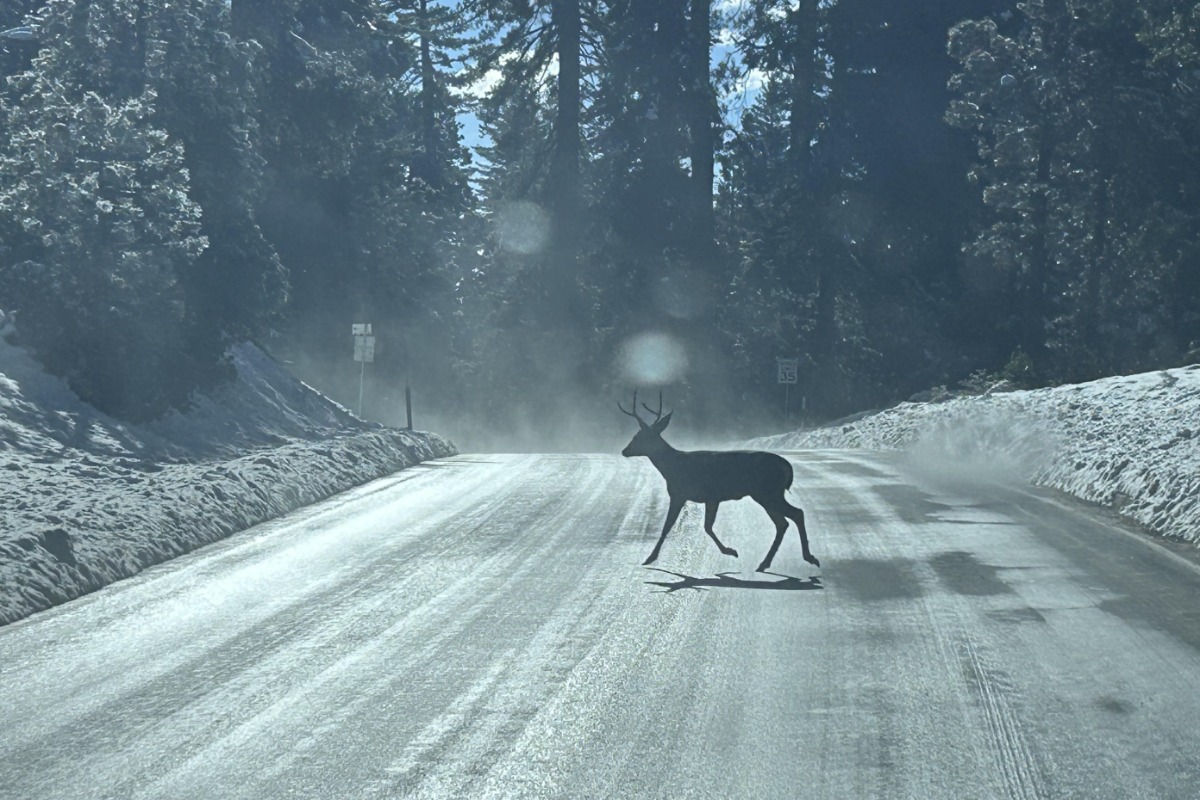 Deer crossing road in snowy conditions.