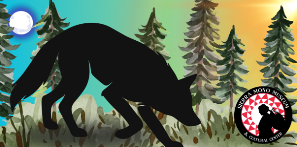 Coyote in the pine forest.