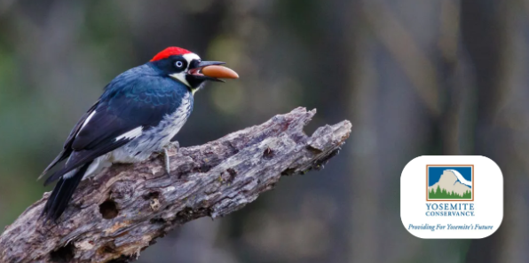 Woodpecker with acorn in beak.