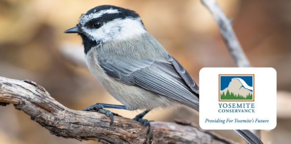 Mountain chickadee bird.
