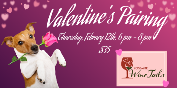 Terrier dog sitting up and holding a pink rose.