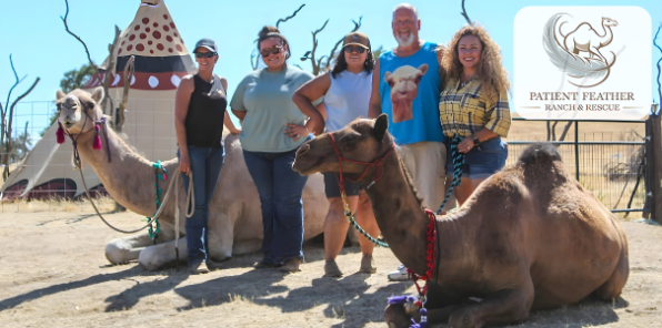 A group from Patient Feather Ranch Rescue and their two camels.