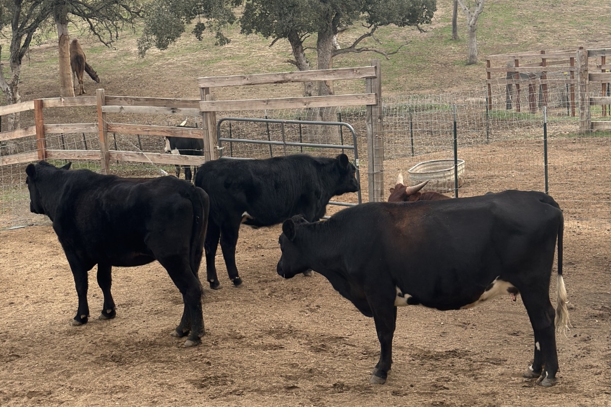 Black Angus cattle at the ranch