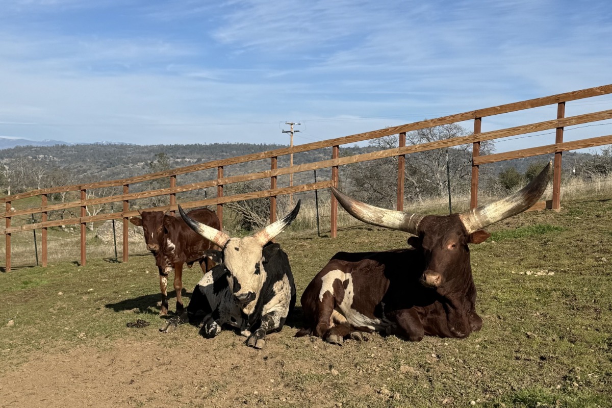 Watusi cattle an ancient African breed known for their massive, dramatically curved horns
