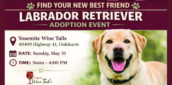 Lab Retriever adoption event at Yosemite Wine Tails.