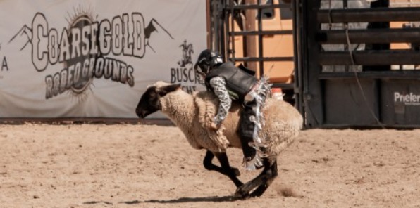 Mutton Busting event at the Coarsegold Rodeo Grounds.