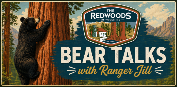 Black bear climbing a sequoia tree. 