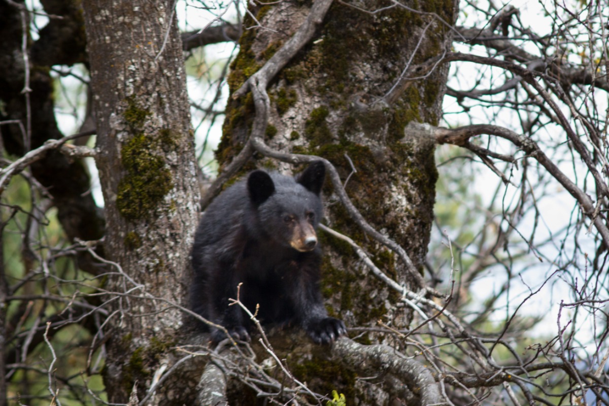 Bear cup in Oak tree.
