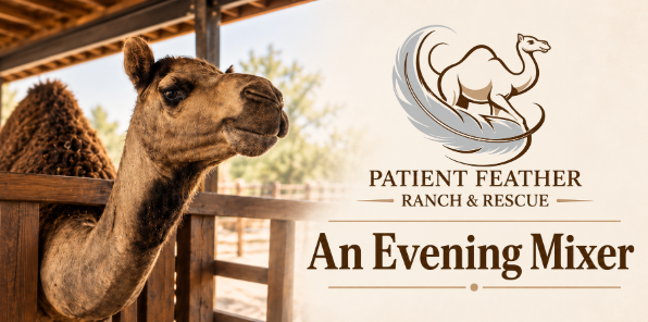 Camel at rescue.