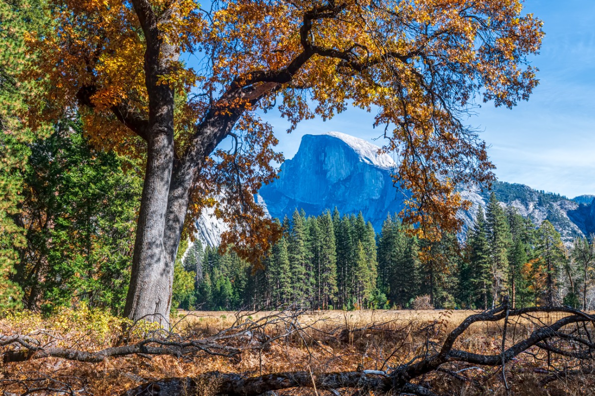 Half dome framed by fall leaves.