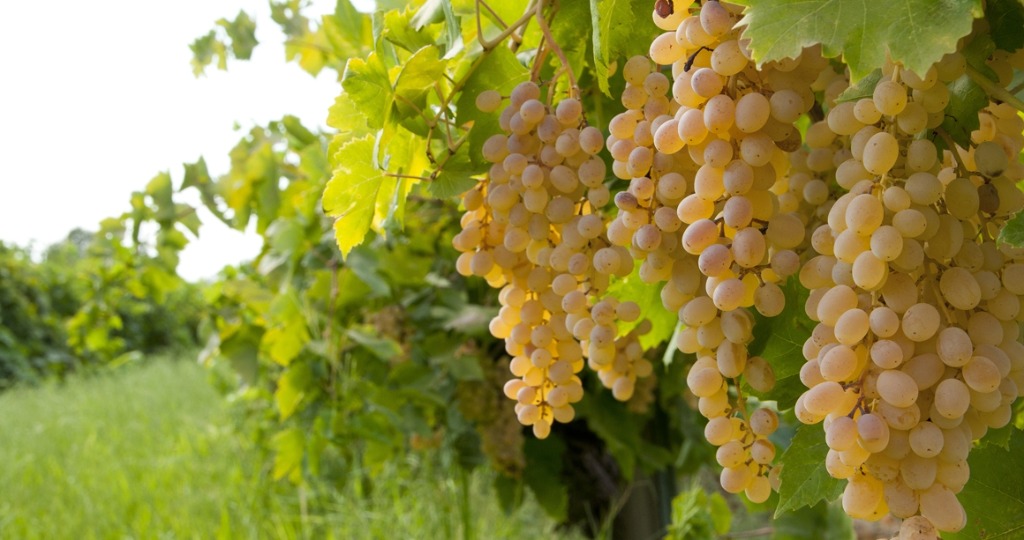 green grapes on a vine